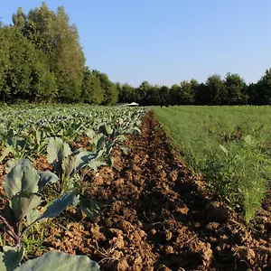 Farm stay Corte Bertesina 